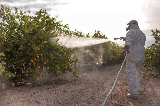 Best Termite Control Services  in Booker, TX